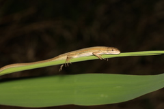 Takydromus wolteri