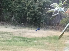 Cyanocorax