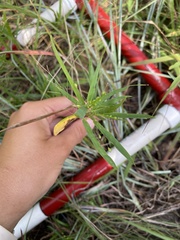 Dichanthelium scribnerianum
