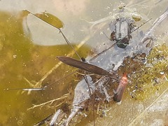 Limnoporus rufoscutellatus