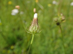 Crepis setosa