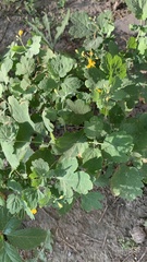 Chelidonium majus