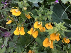 Rhynchocorys orientalis