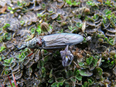 Dilophus nigrostigma