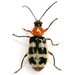 Checkered Melon Beetle - Photo (c) Mike Quinn, Austin, TX, some rights reserved (CC BY-NC), uploaded by Mike Quinn, Austin, TX