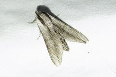 Sphinx dollii