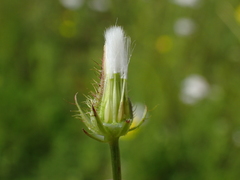 Crepis setosa