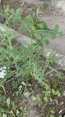 Lactuca serriola