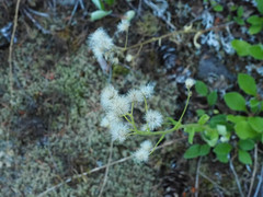 Antennaria racemosa