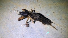 Gryllotalpa orientalis