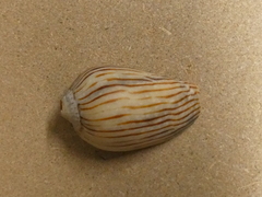 Amoria zebra