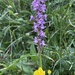 Fragrant Orchid - Photo (c) Terry Instone, some rights reserved (CC BY-NC), uploaded by Terry Instone