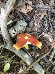 Amanita parcivolvata