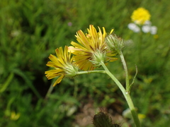 Crepis setosa