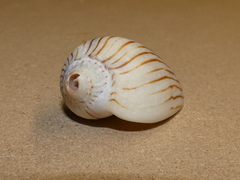Amoria zebra