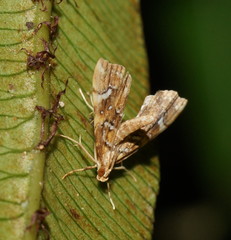 Musotima nitidalis