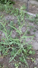 Lactuca tatarica