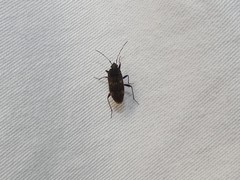 Neolethaeus tenebrosus