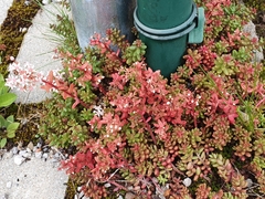 Sedum album