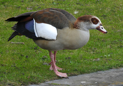Alopochen aegyptiaca