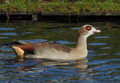 Alopochen aegyptiaca