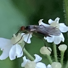 Empis barbatoides