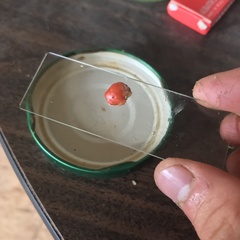 Cnemidocarpa finmarkiensis