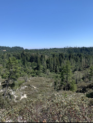 Sequoia
