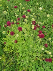 Knautia macedonica