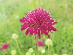 Knautia macedonica