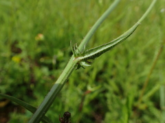 Crepis setosa