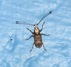 Meconemus impressicollis