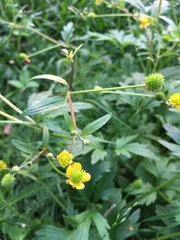 Ranunculus macounii