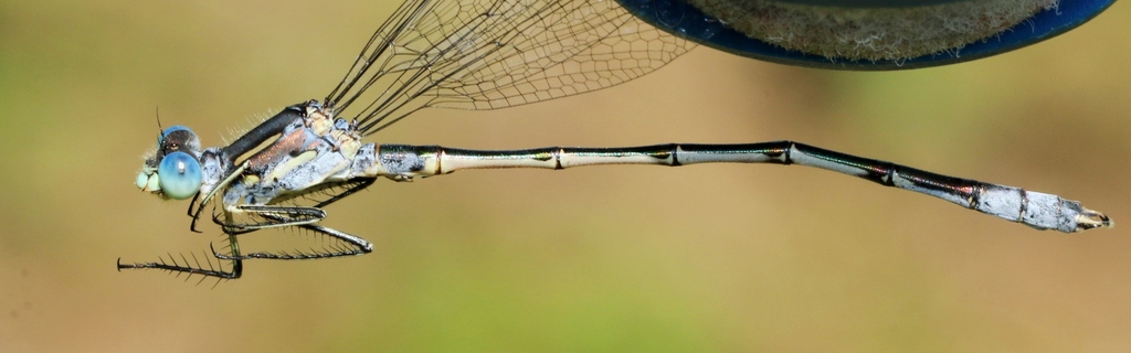 Lyre-tipped Spreadwing