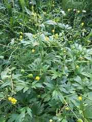 Ranunculus macounii