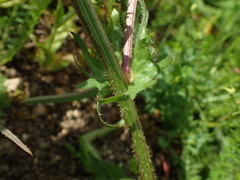 Crepis setosa