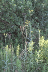 Sonchus palustris