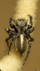 Evarcha denticulata