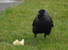 Corvus monedula