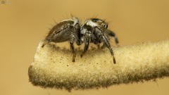 Evarcha denticulata