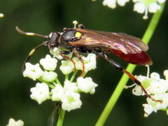 Ichneumon annulatorius