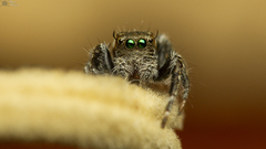 Evarcha denticulata