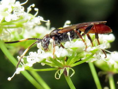 Ichneumon annulatorius