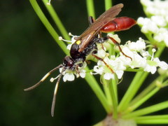 Ichneumon annulatorius