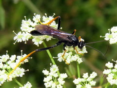 Exetastes suaveolens