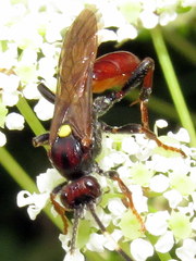 Ichneumon annulatorius