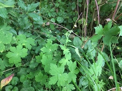 Geranium phaeum