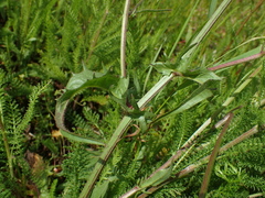 Crepis setosa