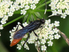 Protichneumon grandis