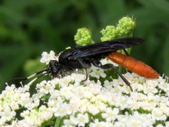 Protichneumon grandis